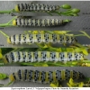 zeg eupheme larva5 volg1